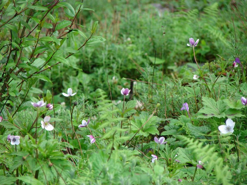[Photograph: Flowers at Chopta]