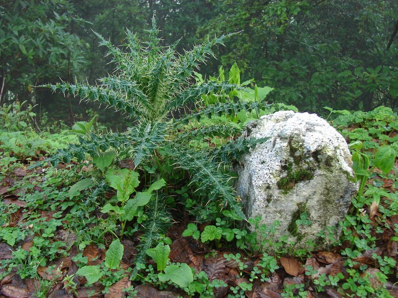 [Photograph: Cactus at Chopta]