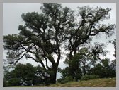 [Thumbnail: Tree on Devriya trail]