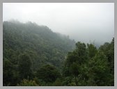 [Thumbnail: Forest along Devriya trail]