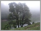 [Thumbnail: Devriya Tal]