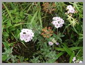 [Thumbnail: Flowers at Devriya Tal]