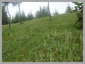 [Thumbnail: Flowers at Devriya Tal]