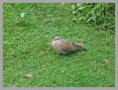 [Thumbnail: Oriental turtle dove]