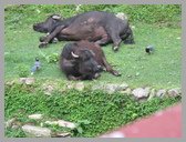 [Thumbnail: Buffalos and magpies]