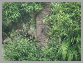 [Thumbnail: Rufous-bellied woodpecker]