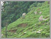 [Thumbnail: Gray langurs]