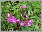 [Thumbnail: Tungnath to Chopta]