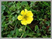 [Thumbnail: Potentilla]